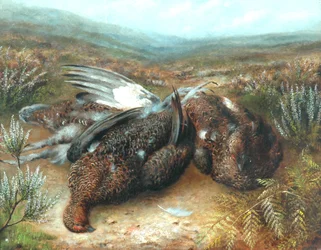 Totes Moorhuhn in einer Landschaft